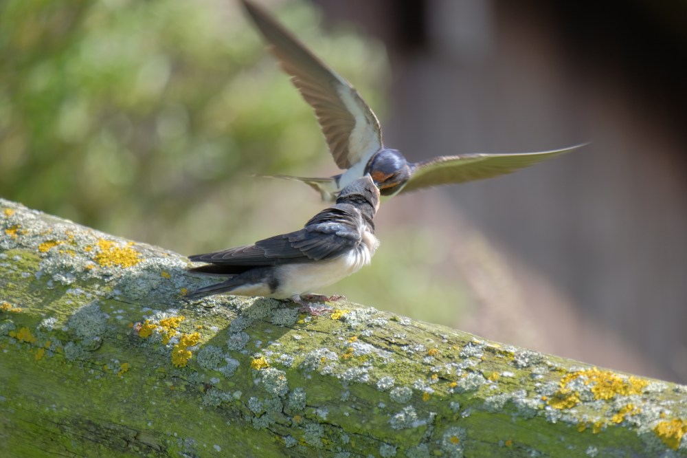 Dieses Bild hat ein leeres alt-Attribut; sein Dateiname ist vogelkuss_thomas.jpg.